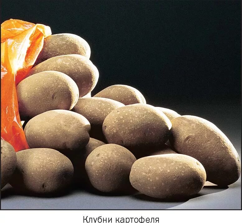 Как называется картошка не первой свежести. Картофель некондиция. рисунок к слову картофель. картошка слово. картинки ассоциации к слову картофель.