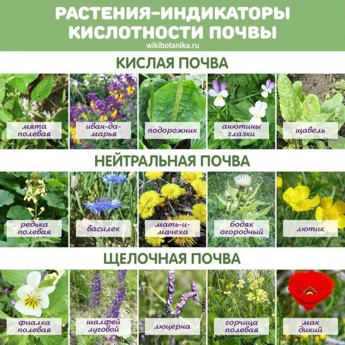 Скис каким