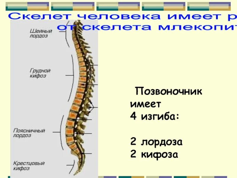 Скелет позвоночных состоит из 3 отделов. Скелет позвоночника. изгибы позвоночника. лордоз и кифоз позвоночника. изгибы позвоночника лордоз и кифоз.
