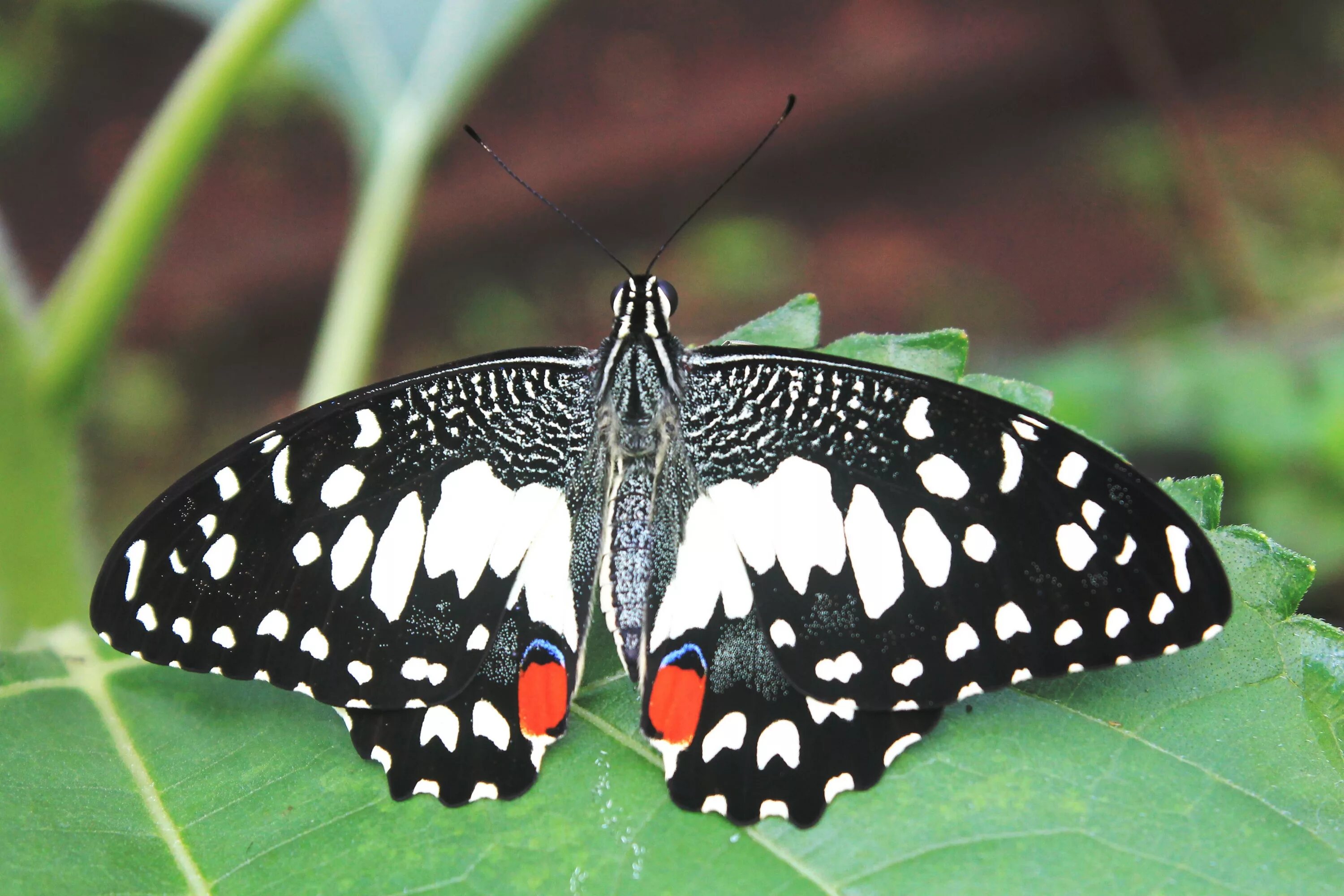 Черные бабочки 1. Бабочка крапчатый Арлекин. Бабочка парусник Коцебу. Бабочка черная с белыми пятнами. Бабочка с черными пятнами.