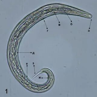 В каком состоянии находится нематода panagrolaimus kolymaensis
