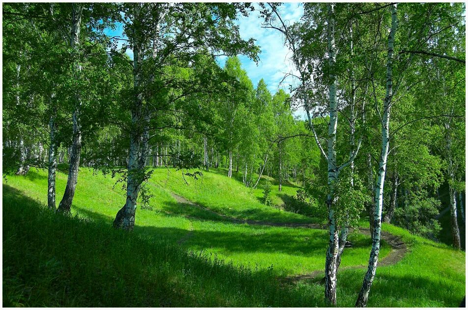 Широколиственные леса березка. Березовая роща хабаровск. Смена березняка ельником. Д. Пазл береза.