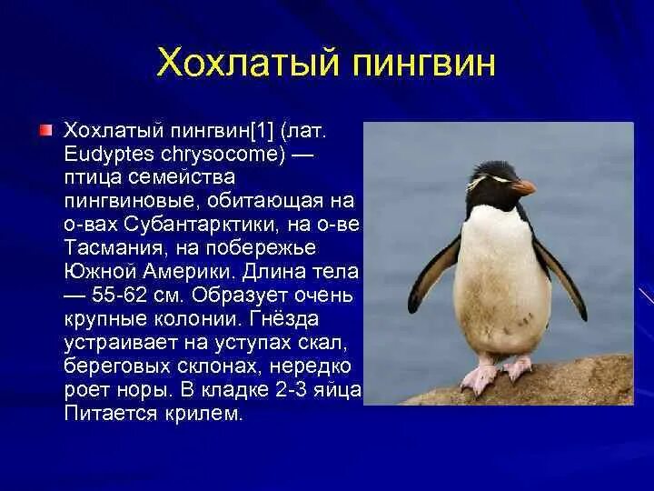 Хохлатый Пингвин в Антарктиде. Описание пингвина. Характеристика пингвинов. Проект про пингвинов. Рассказы про пингвинов для детей