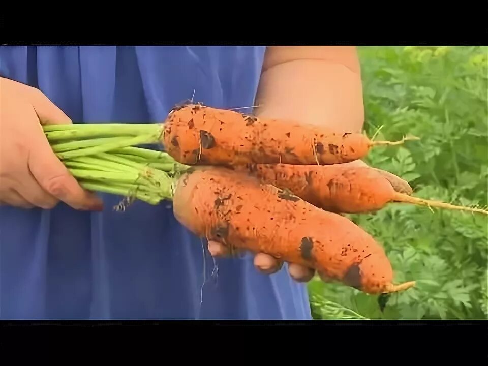 Масса выращенной моркови в 3 раза. Морковь все сорта позднеспелый. Семена морковь болеро (10 шт.). Выращивание моркови в пучок. 1.Требование моркови к произрастанию.