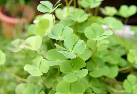 Re plant