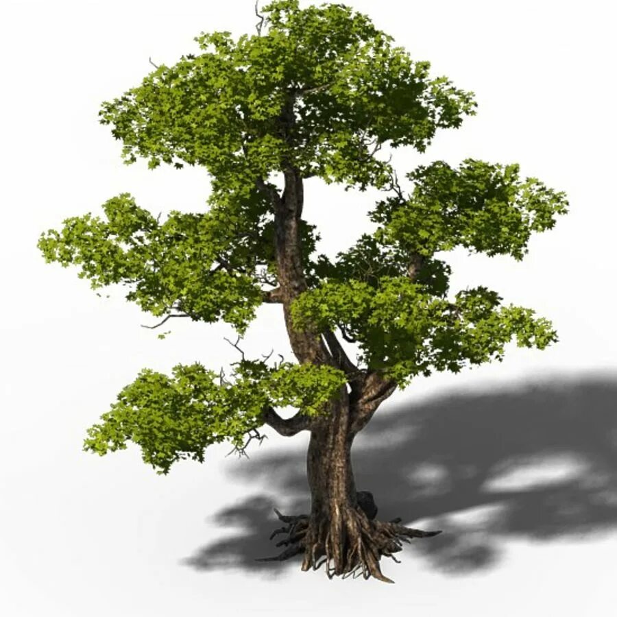 Tree 3ds Max. Эбеновое дерево 3ds Max. Модель дерева. Модельки деревьев. Дерево в 3 d