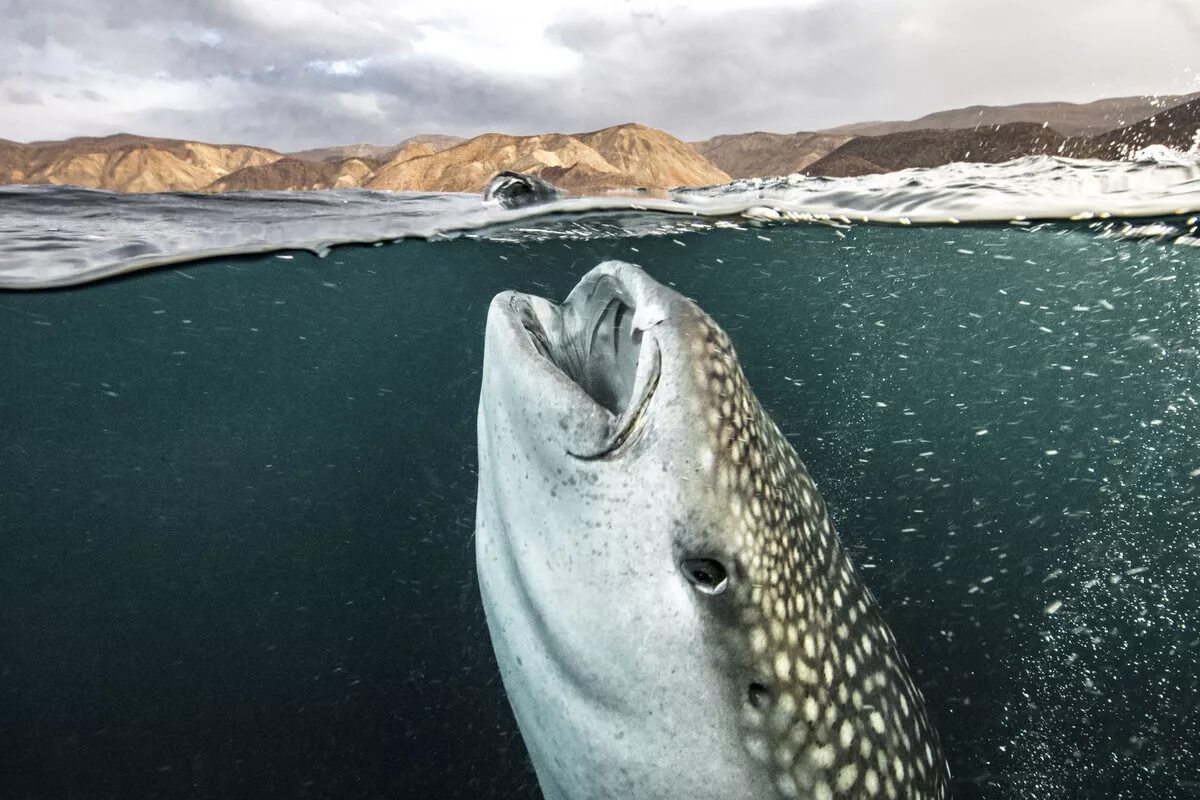 Невероятное в контакте. Снимки животных. Лучшие фото. Лучшие фото bbc. Невероятные фотографии которых не видели.