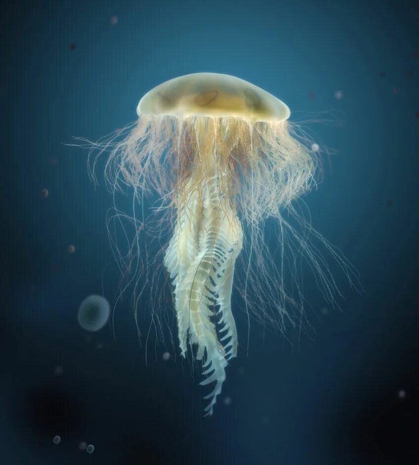 Джелли фиш медуза. Медуза безрукий. Джелли фиш медуза. Полную медузу. Морская крапива (chrysaora).