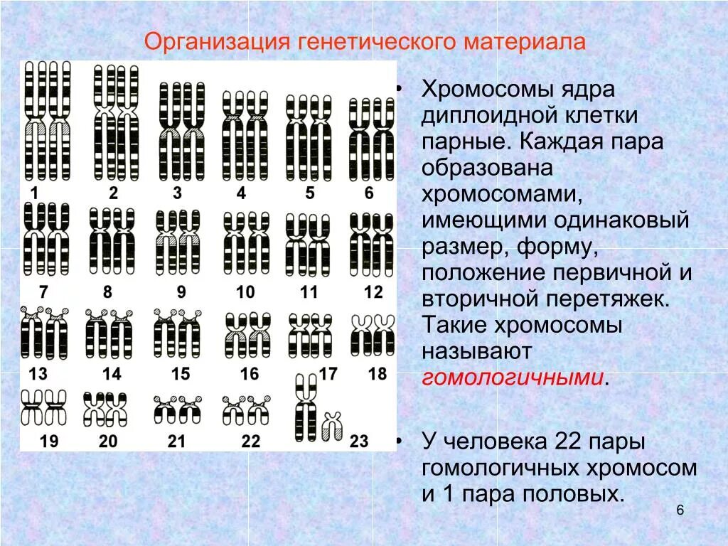 Количество хромосом в кариотипе человека. Идиограмма кариотипа. Кариотип и идиограмма человека в норме и патологии. Хромосомы человека. Кариотип человека хромосомы.