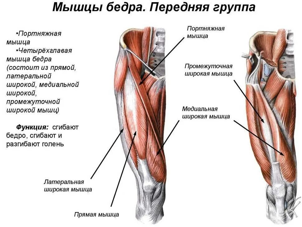 Четырехглавая мышца бедра (квадрицепс). Передняя группа мышц бедра строение. Передняя группа мышц бедра четырехглавая. Поверхностные мышцы передней поверхности бедра анатомия