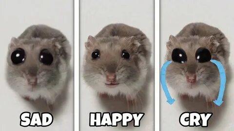 Hamster meme violin