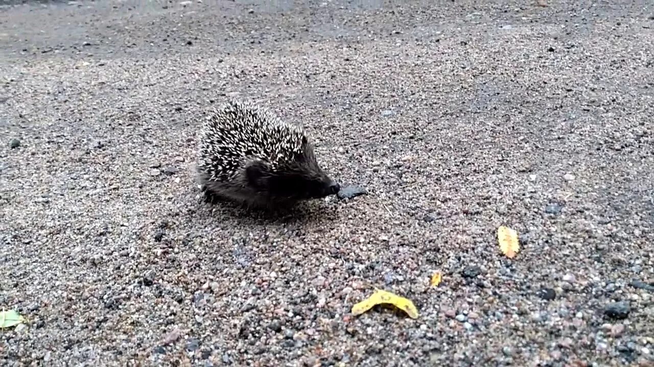 Еж пробежал
