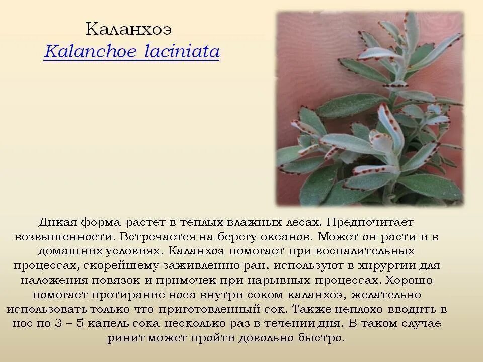 Каланхоэ растение свойства. Каланхоэ семейство толстянковых. Каланхоэ лечебное растение комнатное. Каланхоэ лечебное для насморка. Каланхоэ перистое.