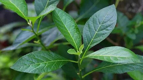 This leaves