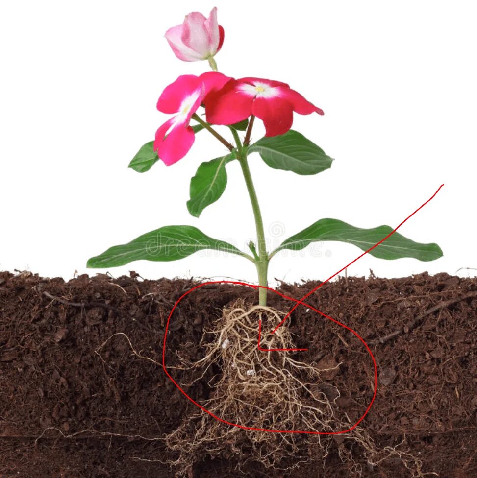 Цветок с корнем. Корни растений в почве. Цветок в горшке с корнем. Корни растения в горшке.