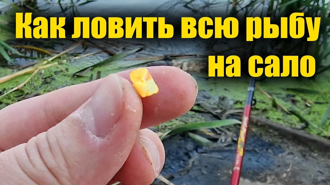 Ловля на сало. Ловля рыбы на сало. Карась на сало. Видео ловля рыбы на сало.