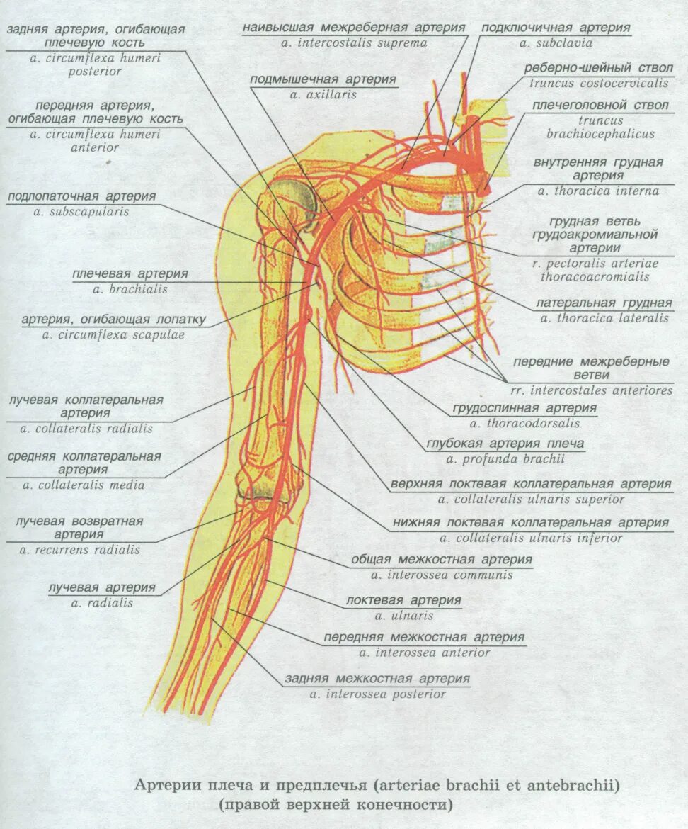 Подмышечный нерв анатомия топография. Ветви подмышечной артерии схема. Плечевая артерия топографическая анатомия. Подмышечная артерия и Вена топография. Кровообращение верхней конечности