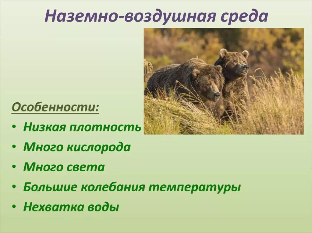 Особое свойство наземно воздушной среды обитания. Наземно-воздушная среда обитания характеристика. Наземно-воздушная среда обитания особенности среды. Наземно-воздушная среда обитания 5. Биология наземно воздушная среда обитания.