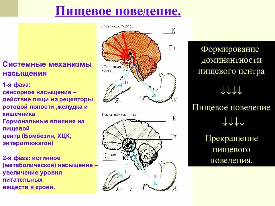 Пищевой центр в мозге. Структура пищевого центра. Пищевой центр. Пищевой центр его организация. Пищевой центр физиология.