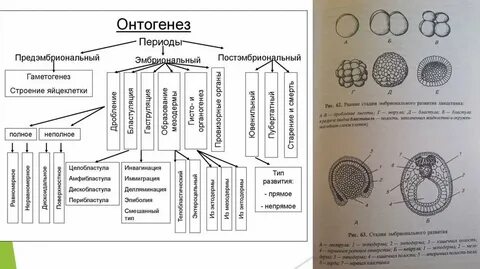 Таблица индивидуального развития