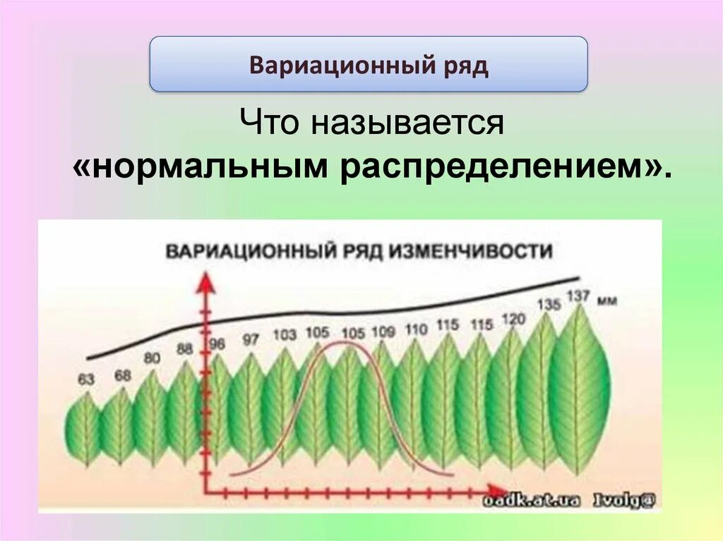 Порядок нарастания. Вариационный ряд. Вариационная кривая модификационной изменчивости. Вариационный ряд изменчивости. Вариационный ряд это в биологии.