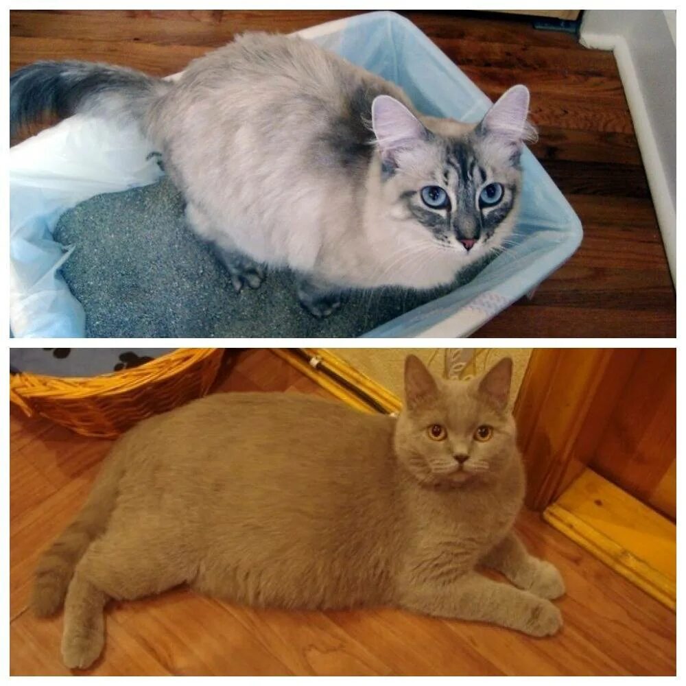 Как сделать клизму коту. Клизма для кошек в домашних. клизма для кошек британских. как сделать клизму кошке.