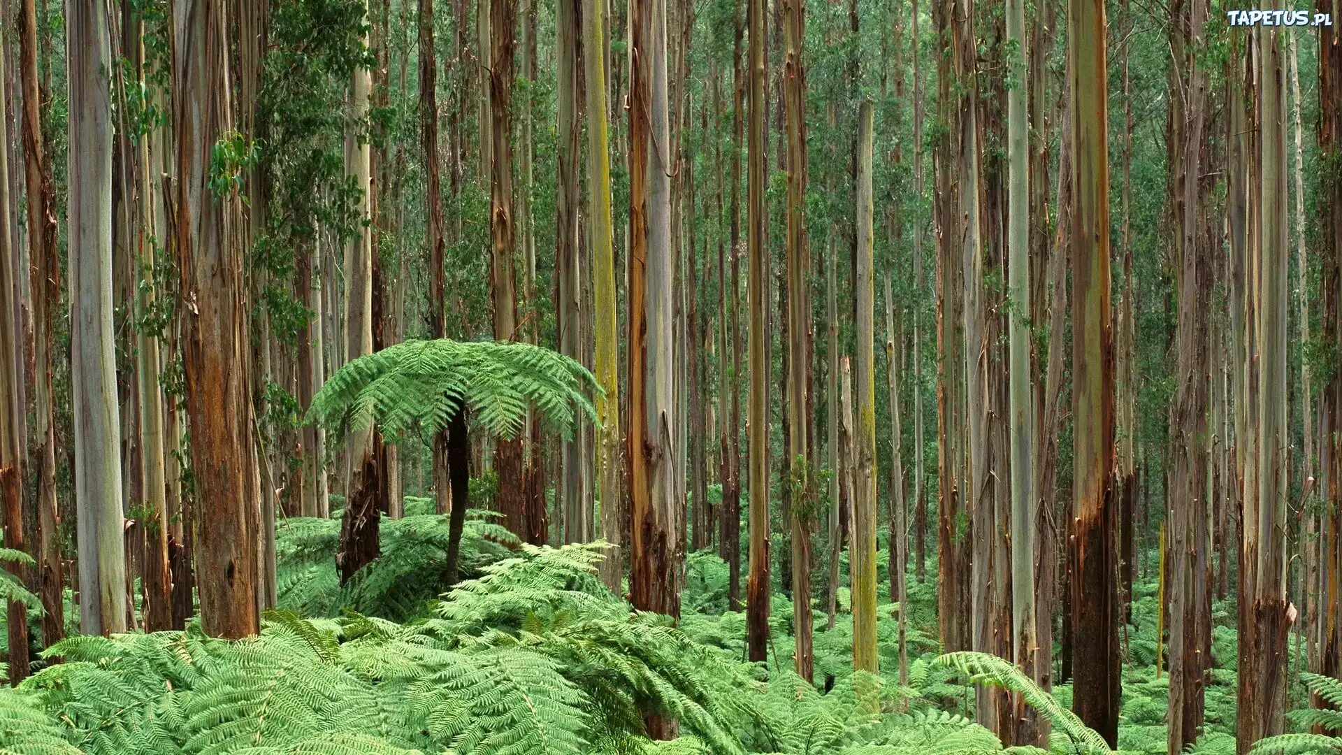 Эвкалиптовые леса Австралии. Эвкалиптовая роща Австралия. Эвкалиптовые леса субтропиков Австралии. Тасмания папоротники.