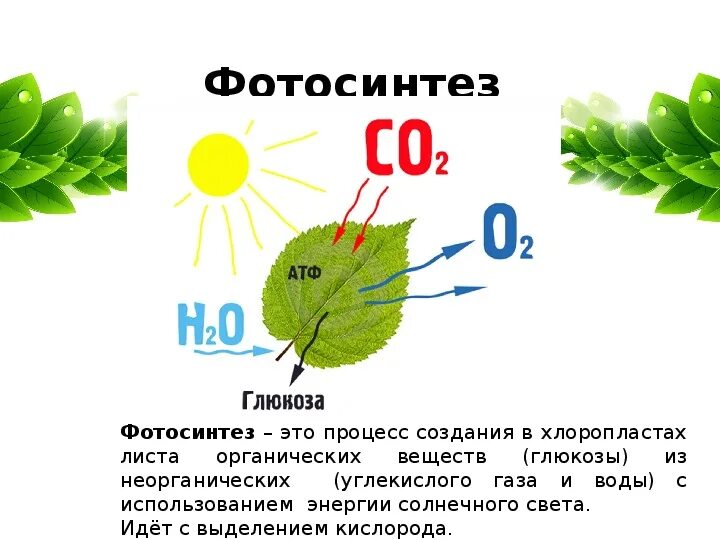 В результате фотосинтеза кислород. Фотосинтез Глюкоза. Фотосинтез листа.