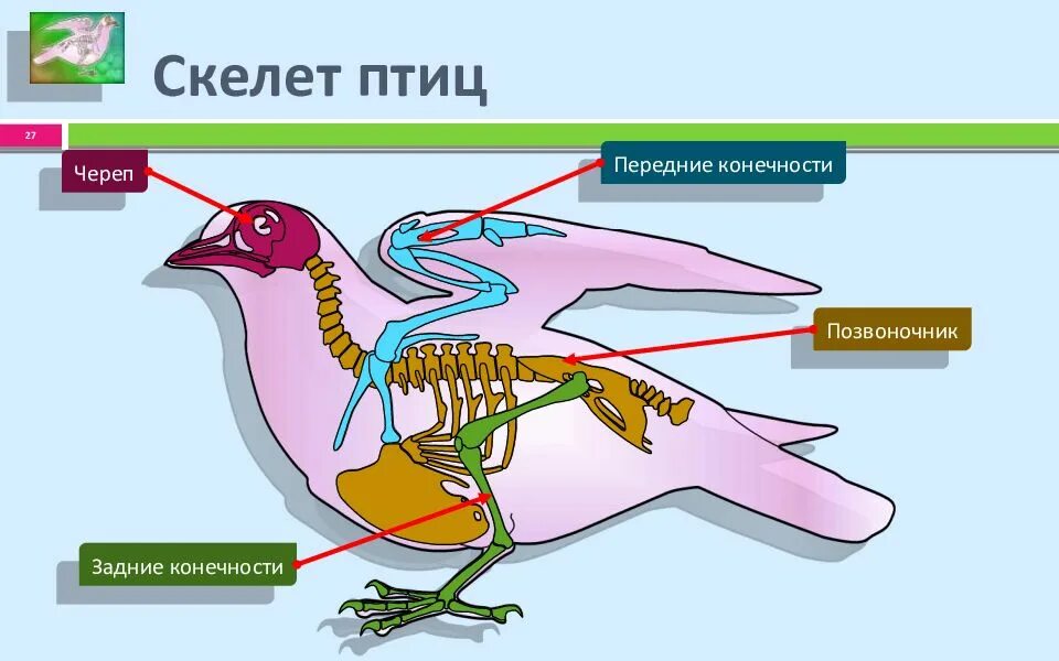 Лабораторная по биологии строение скелета птиц. Строение скелета птицы 7 класс биология. Строение скелета птицы. Лабораторная скелет птицы. В позвоночнике птиц тест