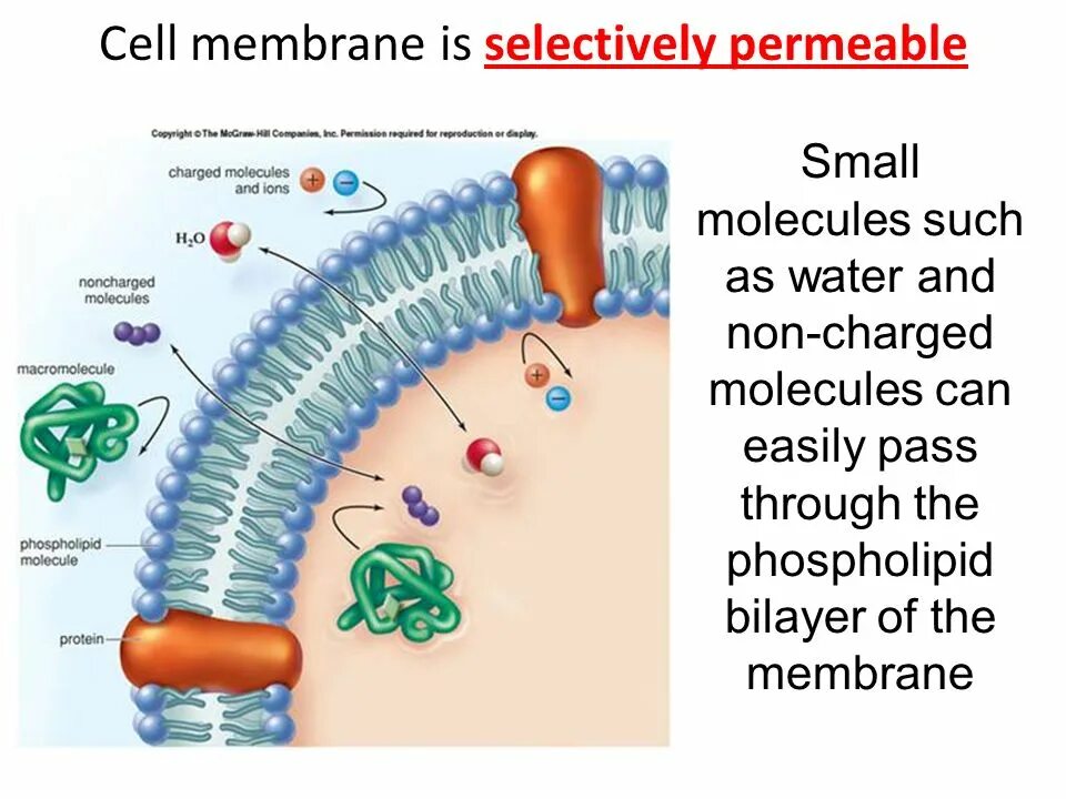 Membrane перевод. Membrane перевод