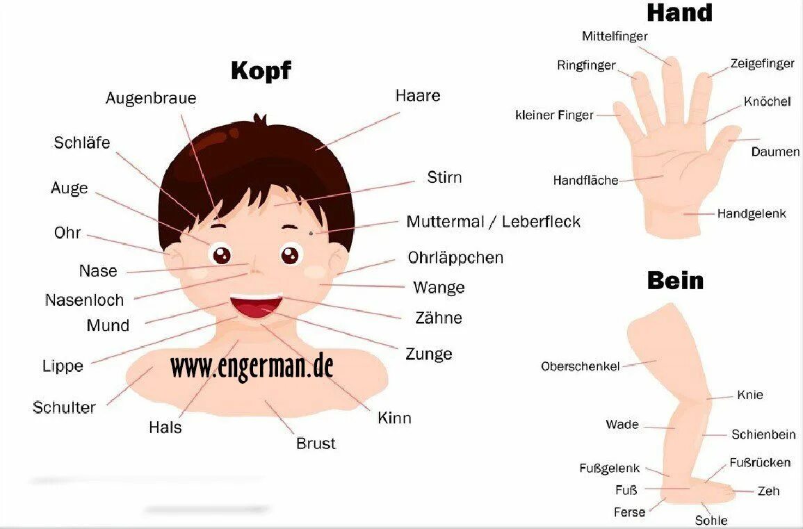 Части тела немецкий язык 6 класс. Части тела на немецком языке с переводом. Немецкий язык части тела человека 6 класс с переводом. Части тела по немецки с переводом. Глаза на английском языке перевод