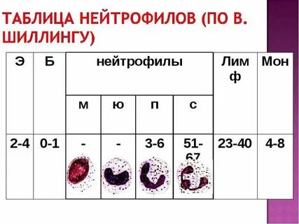 Относительное количество нейтрофилов у женщин