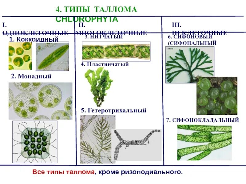 Слоевище зеленых водорослей. Сифонокладальный Тип таллома. Формы организации таллома водорослей. Организация таллома зеленых водорослей. Нитчатый Тип таллома.