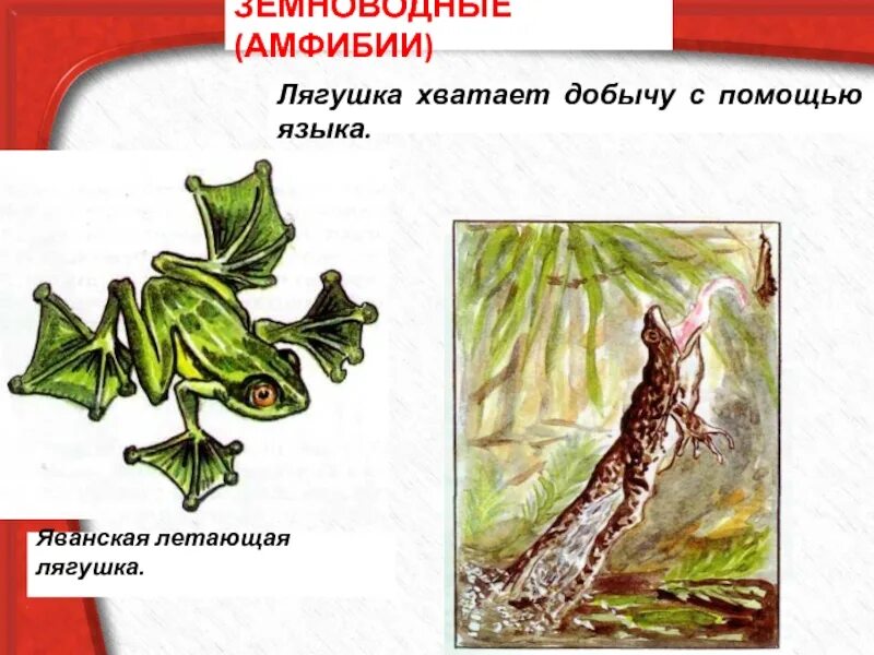 Помоги лягушек взлететь 61 уровень ответ. Яванская летающая лягушка. Яванская летающая лягушка размножение. Яванская лягушка размножение. Яванская летающая лягушка сообщение.