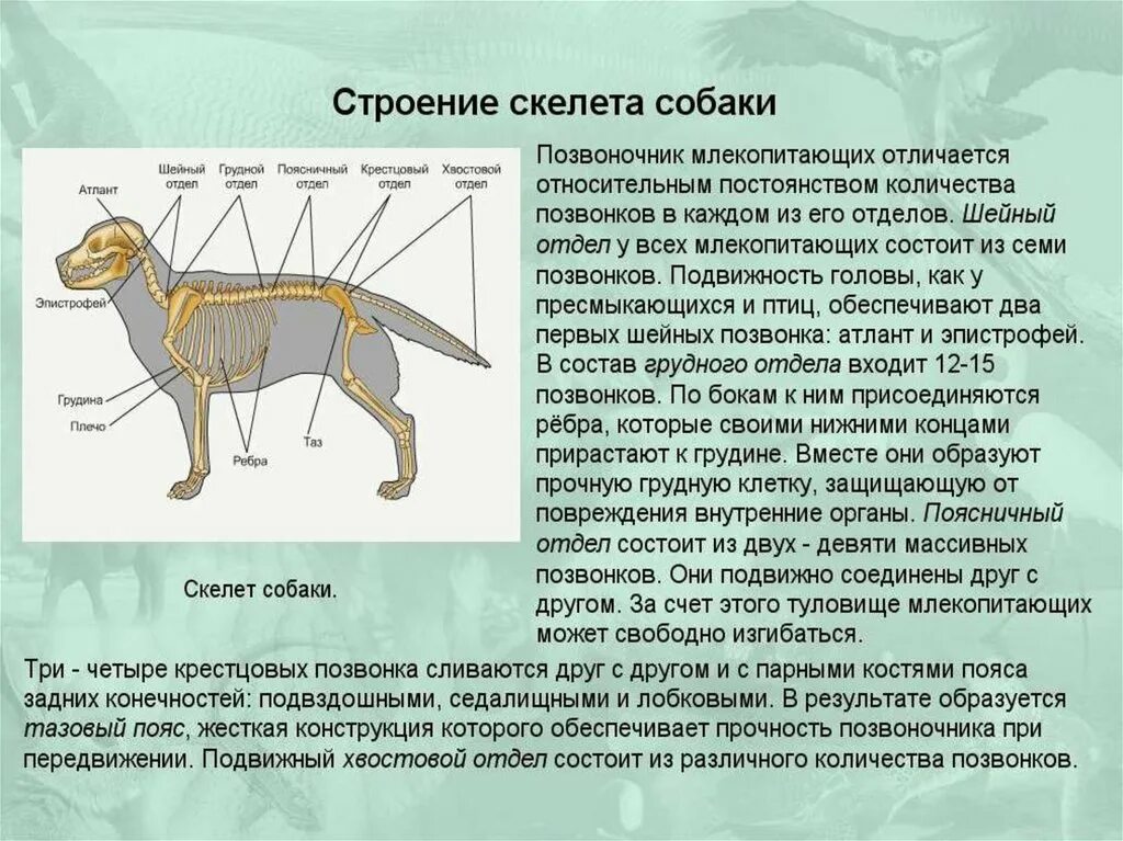 Особенности строения зверей