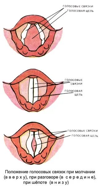 При разговоре шепотом голосовые связки. Строение голосовых связок. Голосовые связки анатомия. Голосовые связки голосового аппарата. Строение голосовых связок человека схема.