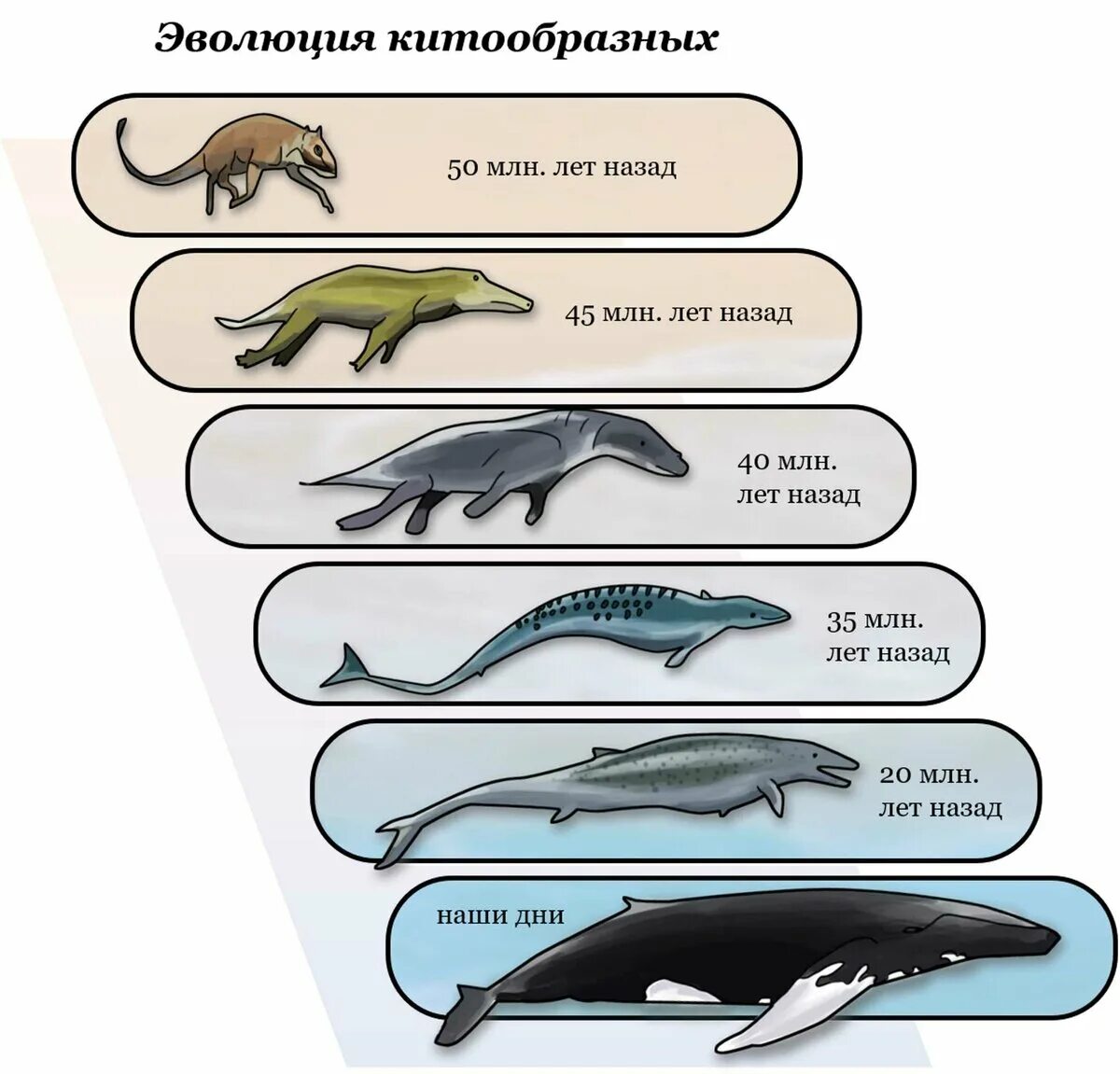 Киты и дельфины относятся к земноводным