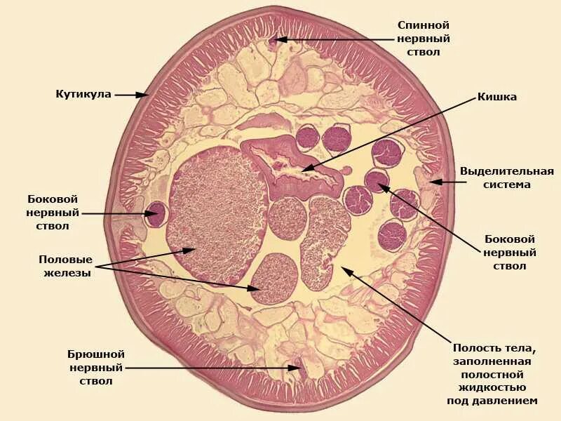 Поперечный срез самки аскариды. Строение аскариды человеческой поперечный срез. Поперечный разрез тела самки аскариды. Поперечный срез самки Ascaris lumbricoides.