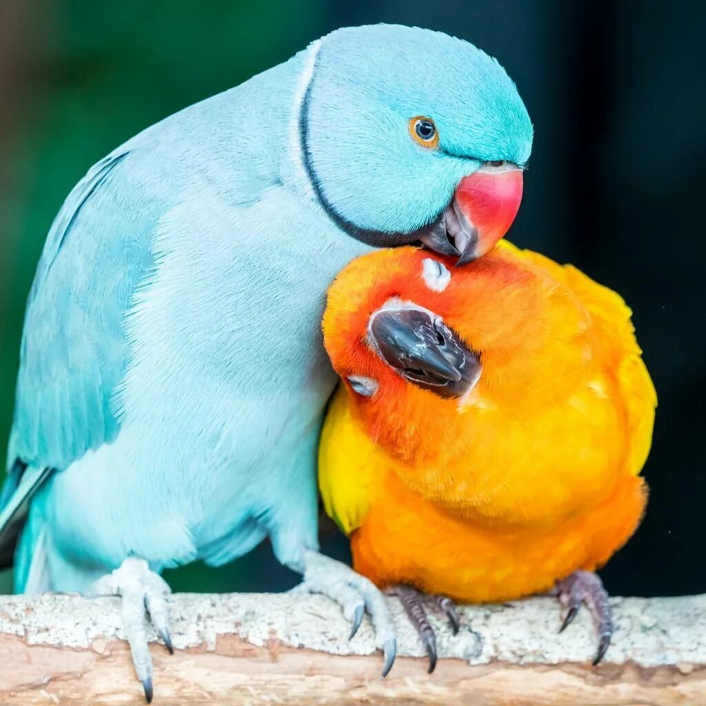 Милые попугаи. Попугаи неразлучники персиковые. Милые попугайчики неразлучники. Попугай корелла волнистый и неразлучники. Ожереловый неразлучник.