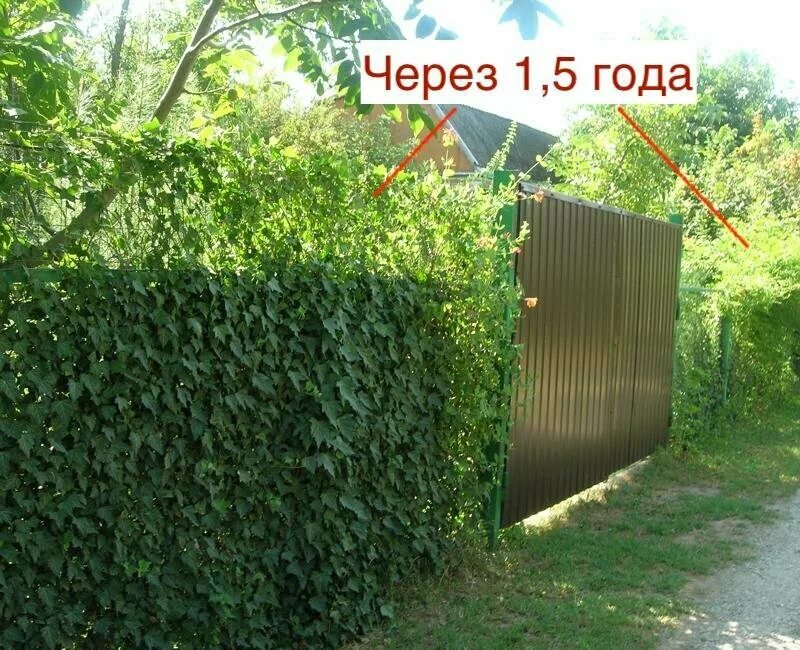 Что посадить от соседей