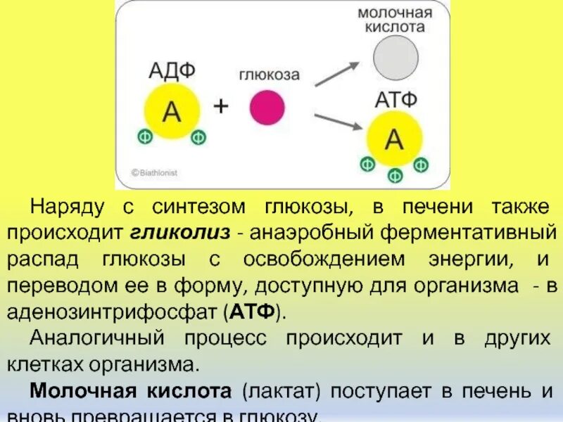 Синтез АТФ В печени. Синтез и распад АТФ. Путь синтеза АТФ В организме человека.