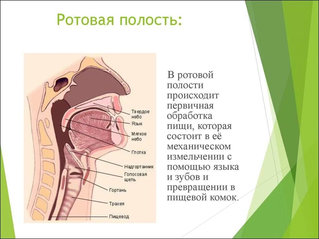 Над языком находится. Над языком находится