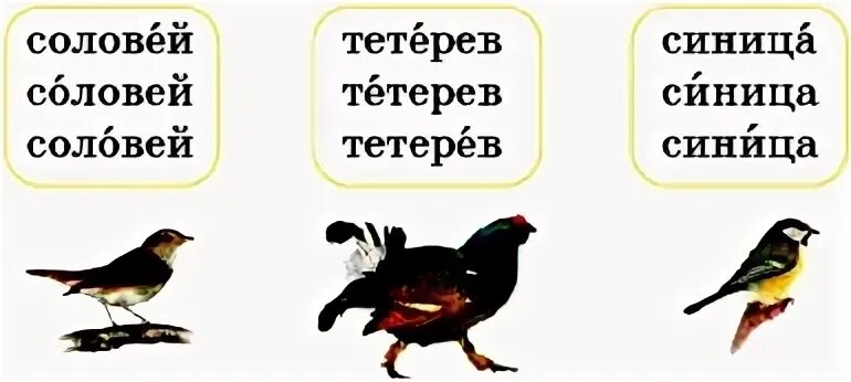 Ударный слог в слове соловей. Соловей ударный слог. Ударение Соловей тетерев синица. Тетерев ударный слог.