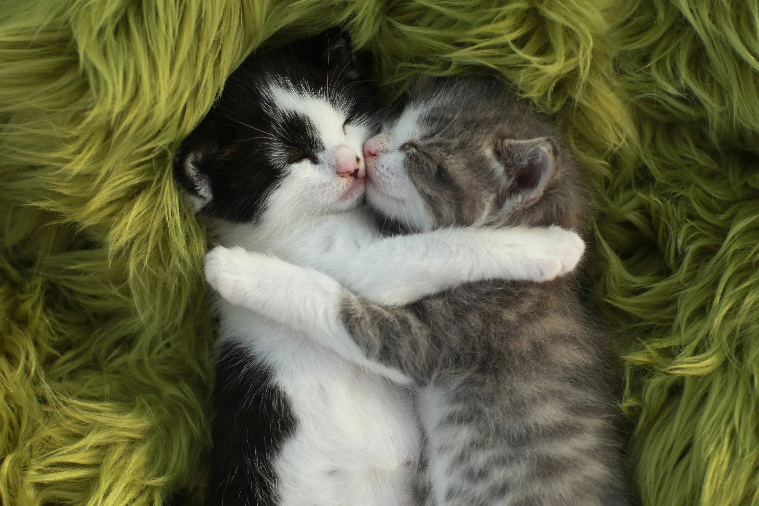 Картинки с любящими котиками. Кошки обнимашки. Милые кошки. Коты обнимаются. Котята в обнимку.