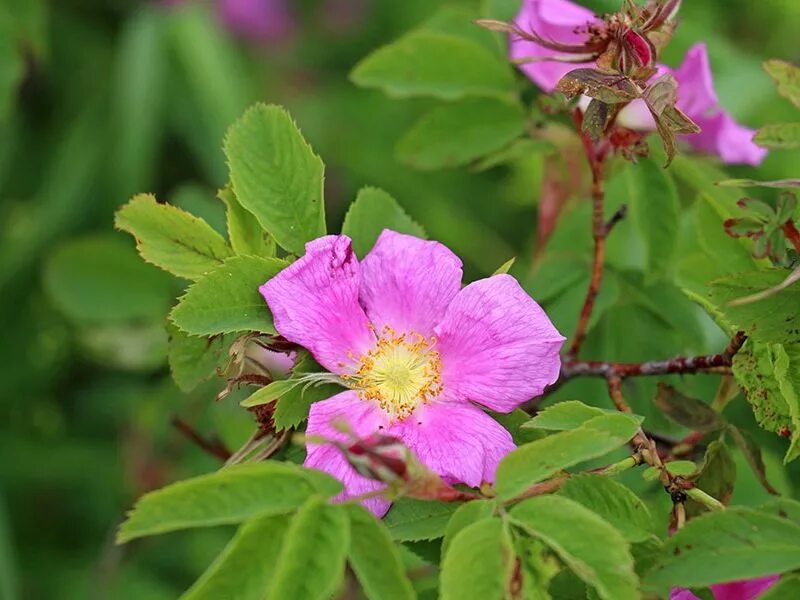 Шиповник Майский (Rosa Majalis). Шиповник Майский коричный. Шиповник Майский (шиповник коричный. Шиповник Юндзилла (Rosa jundzillii Bess.). Свинцов цветок