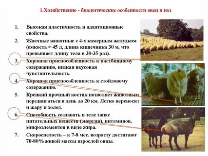Хозяйственные особенности овец