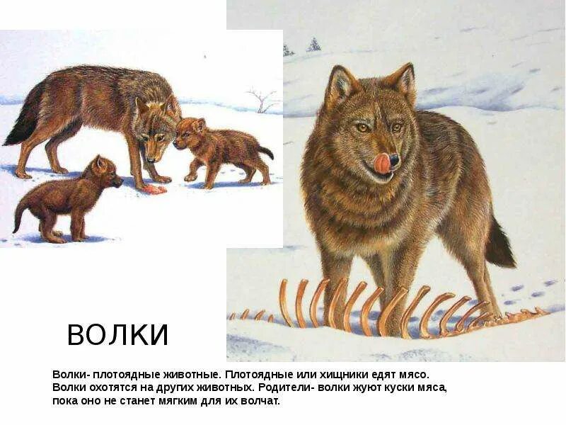 Волк способ питания у животных. Хищные животные волки. чем питаются хищные животные. хищники окружающий мир. хищники в лесу примеры.