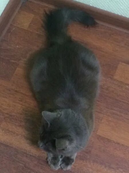 Мася 2. Кошка мася. мася кошка фото. кошка мася и две собаки. группа великан кошка мася.