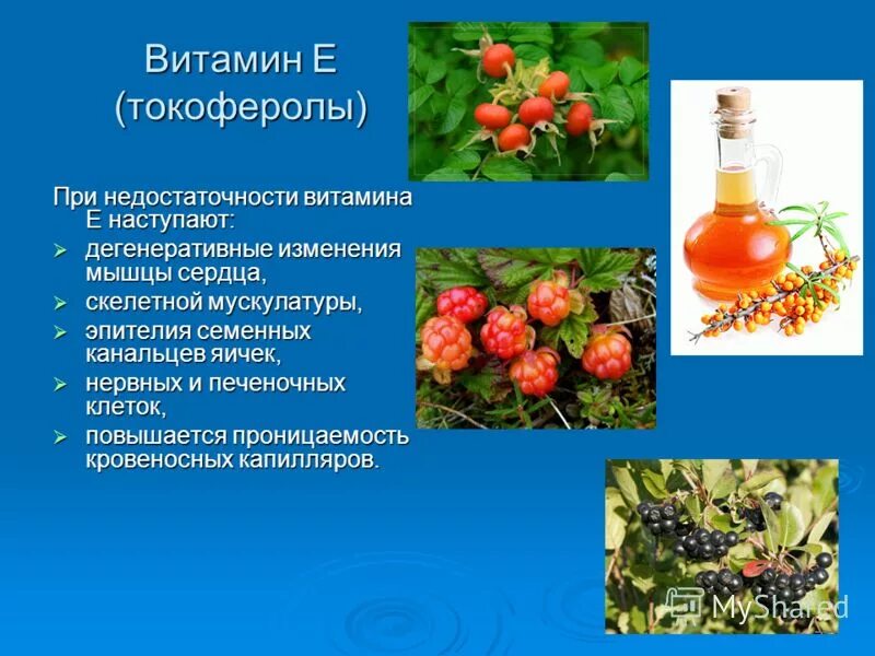 Болезни при недостатке витамина e. Симптомы авитаминоза витамина е. Признаки при недостатке витамина е. При недостатке витамина е. Заболевания при недостатке витамина е.