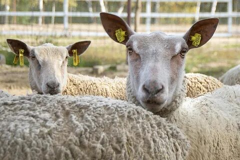 Ferme de